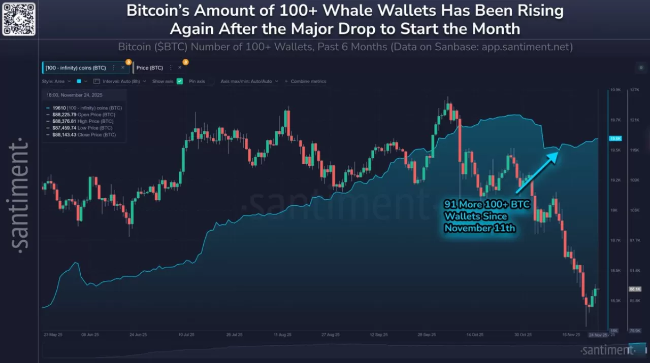 Bitcoin Büyük Cüzdanları Artışta: 100 BTC Üzeri Hesaplar 91 Adet Yükseldi