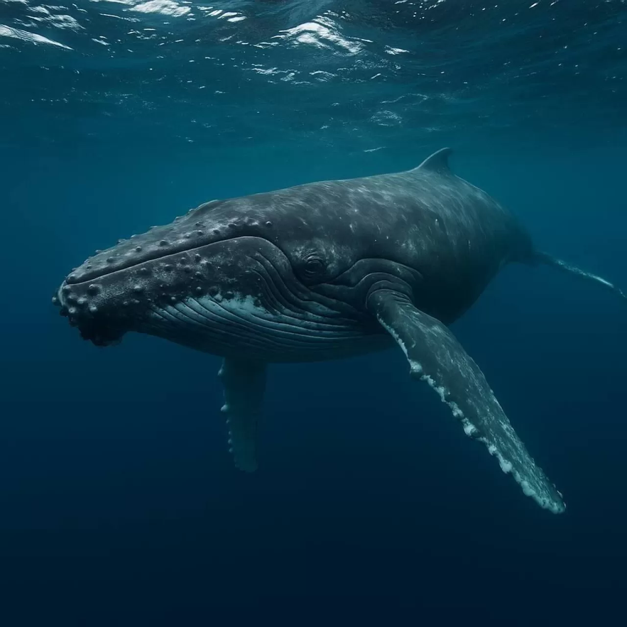 Kripto Balinası 4 Günde 47 Milyon Dolarlık SOL Aldı